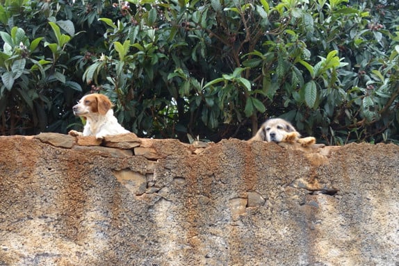 Två hundar som tittar över en mur. Foto: Privat
