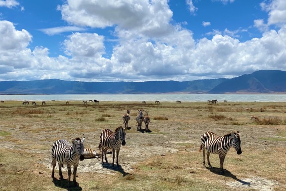Zebror, Tanzania. Foto: Privat