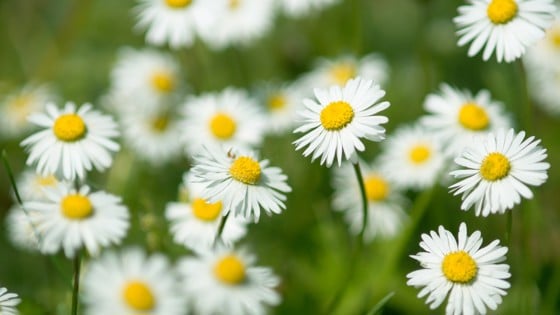 Blommor. Foto: Mostphotos