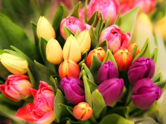 Tulips. Photo: Mostphotos