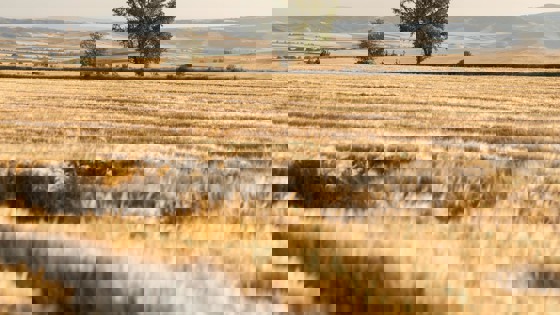Bild av fält med träd. Foto: Pexels