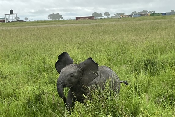 Elefant som springer i gräs. Foto: Privat