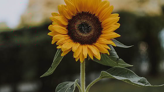 En solros. Foto: Mostphotos