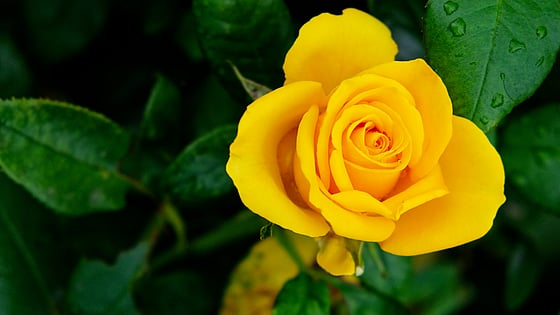 gul ros. Foto: Mostphotos