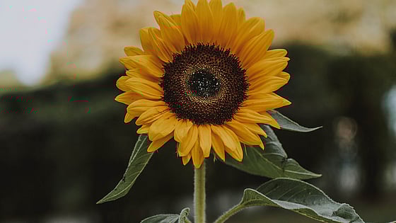 solros. Foto: Solros