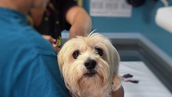 En person som håller en hund i sin famn. Foto: Mostphotos.