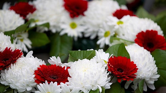 Bild av röda och vita blommor.