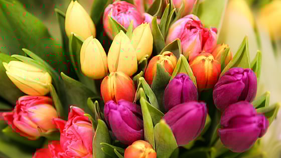 Färgglada blommor. Foto: Mostphotos