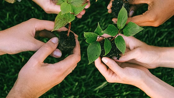 Händer i jorden. Foto: Pexels