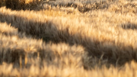 Bild av fält med träd. Foto: Pexels