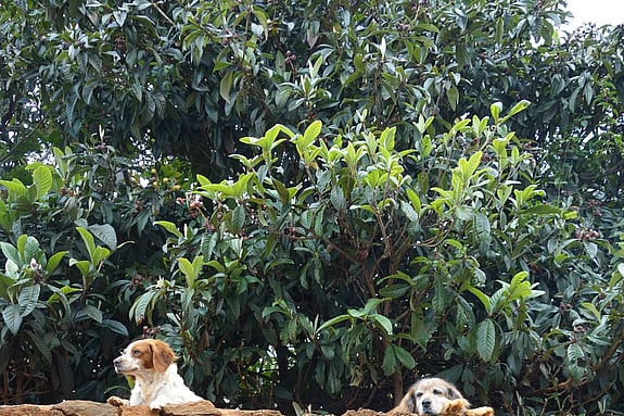 Två hundar som tittar över en mur. Foto: Privat