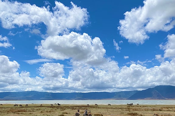 Zebror, Tanzania. Foto: Privat