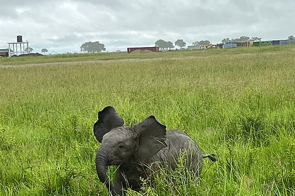 Elefant som springer i gräs. Foto: Privat