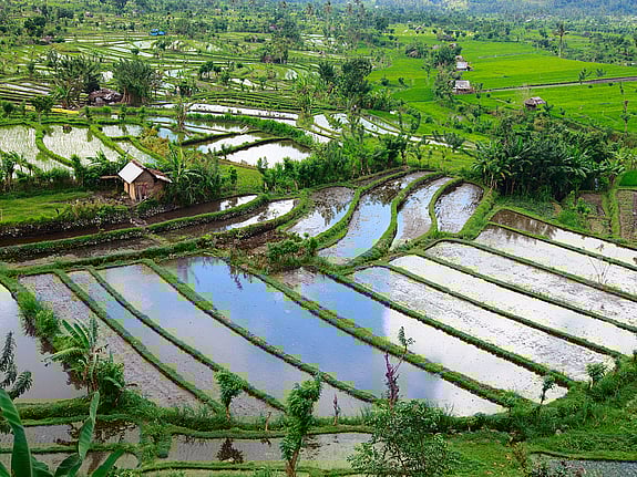 Miljöbild Indonesien. Foto: RKH