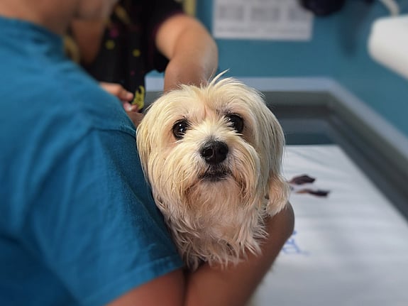 En person som håller en hund i sin famn. Foto: Mostphotos.