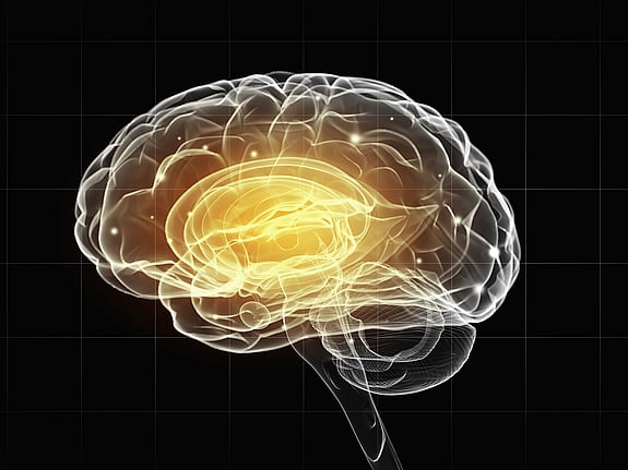 Illustration av men mänsklig hjärna. Foto: Mostphotos