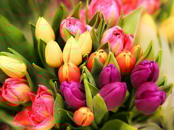 Tulips. Photo: Mostphotos