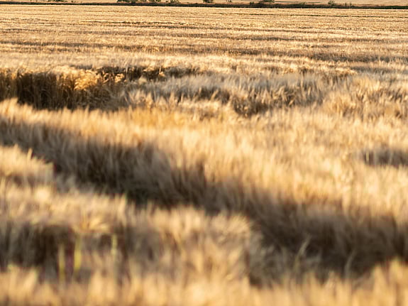 Bild av fält med träd. Foto: Pexels