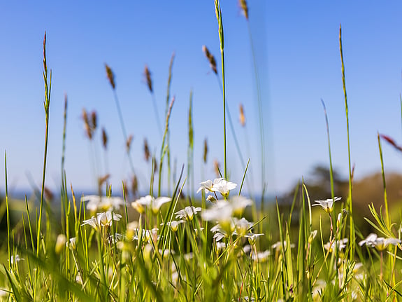 blommande äng. Foto: Mostphotos