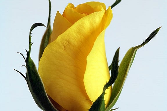 Bild på en gul ros. Foto: Mostphotos