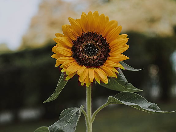 solros. Foto: Mostphotos