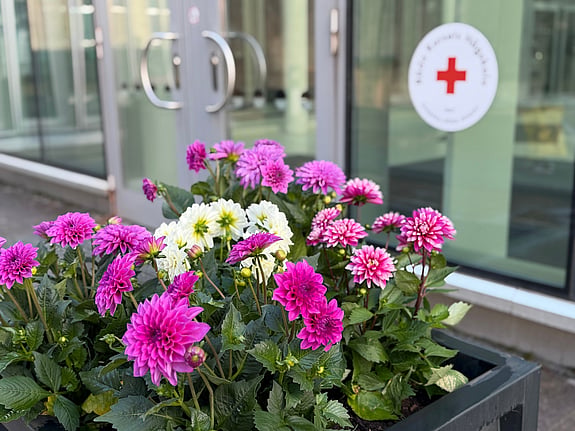 Blommor utanför entrén till Röda Korsets Högskola. Foto: RKH